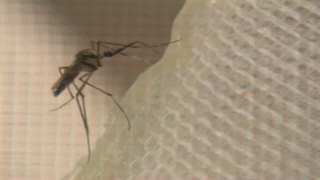 Florida dengue outbreak: Health officials investigate possible dengue-related death in Tampa
