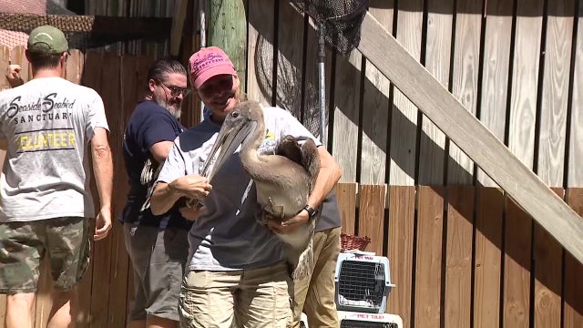 Seaside Seabird Sanctuary celebrates 10th anniversary with release of 40 rescued birds