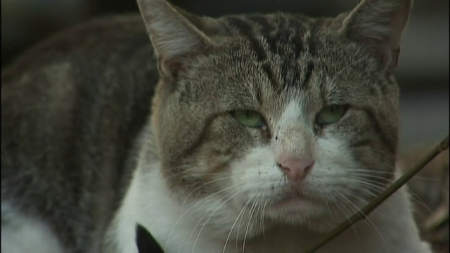 Hillsborough County cat tests positive for rabies, area of Gibsonton under 60-day rabies alert