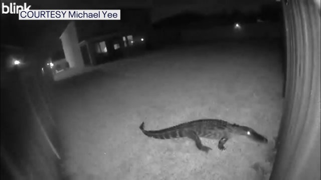 Security camera alerts homeowners to 8-foot alligator in Parrish: 'It was pretty fun'
