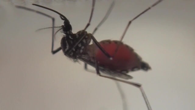 Multiple Tampa Bay area counties declare local states of emergency as dengue fever cases rise