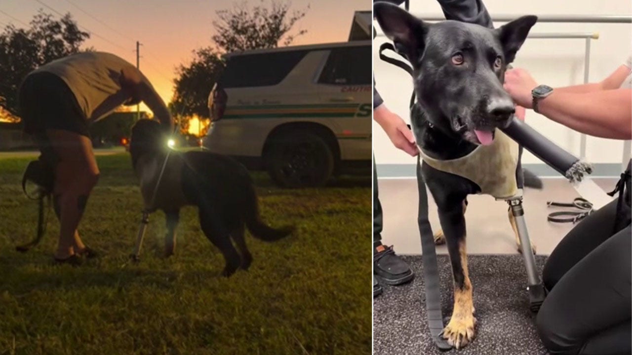 Polk County K9 Ace receives custom prosthetic leg after line-of-duty shooting