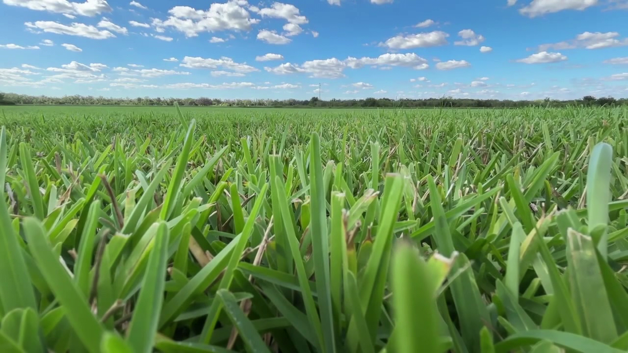 Manatee County sod farm unveils new St. Augustine grass blend designed to reduce pest and disease risk
