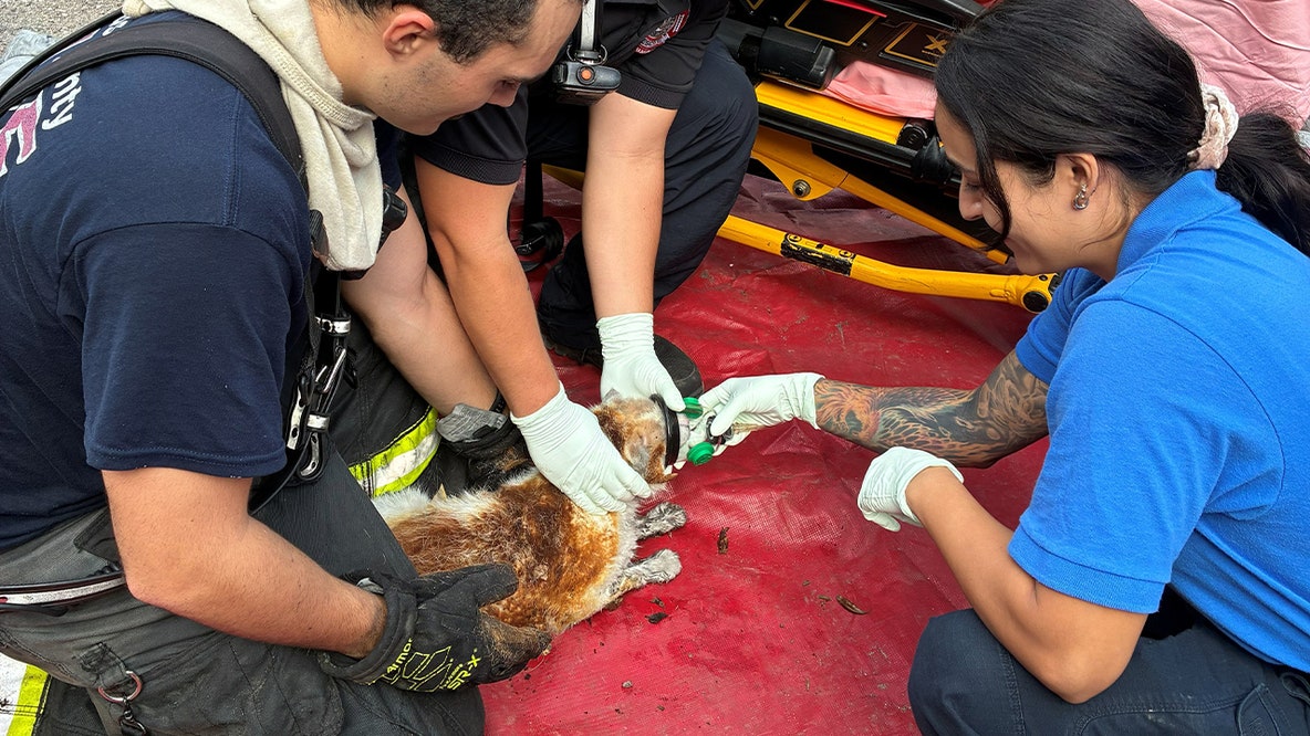 17 pets killed in Citrus County mobile home fire: CCFR