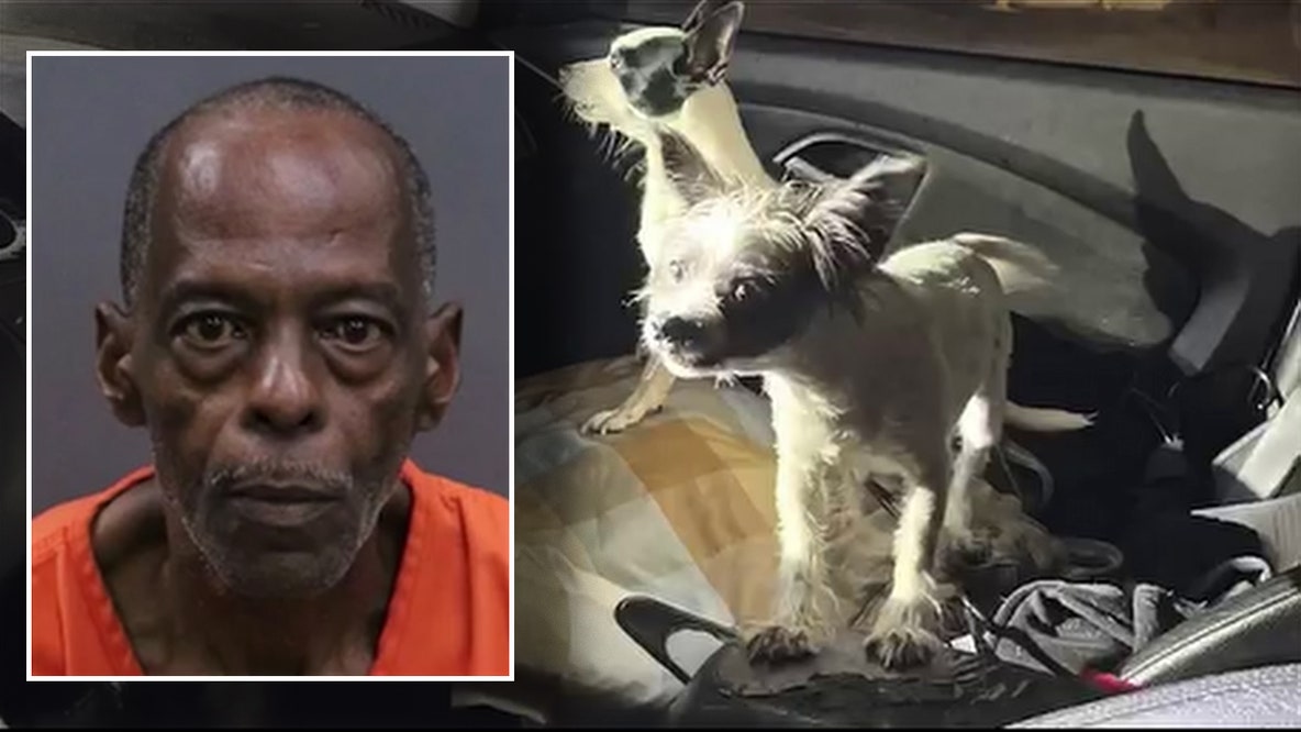Temple Terrace man arrested after 'distressed' dogs found in locked vehicle: HCSO