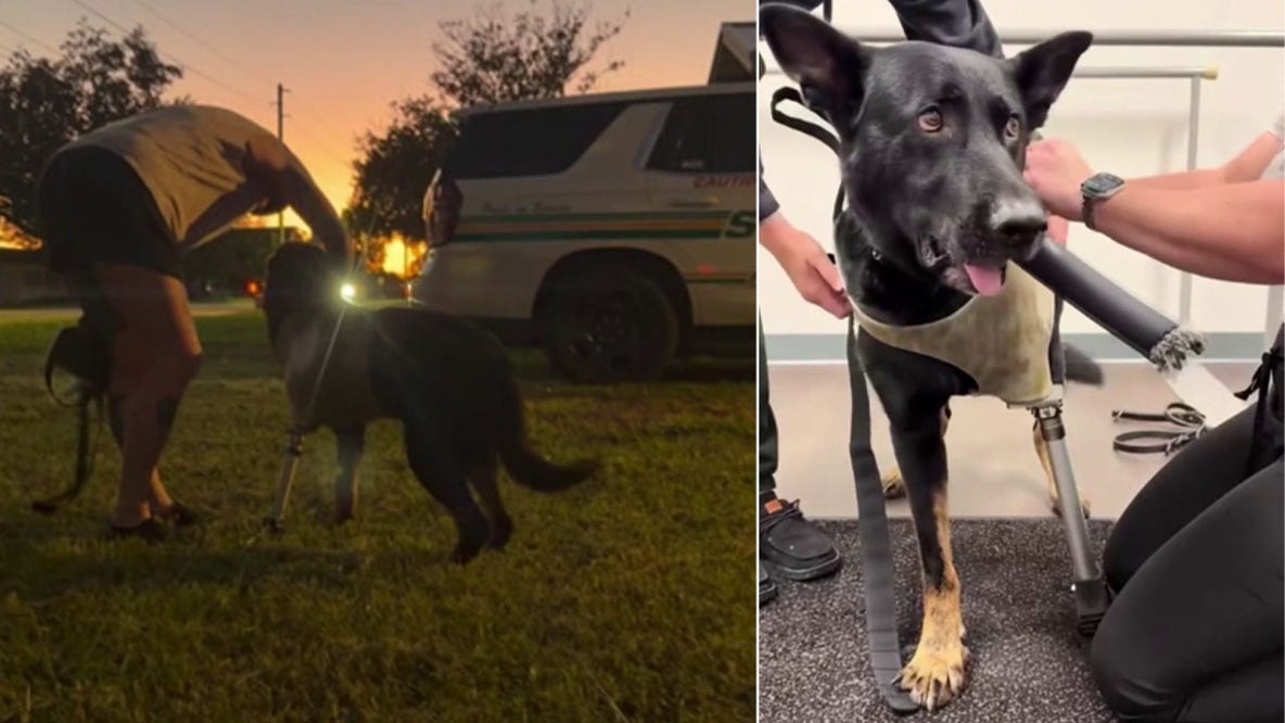Polk County K9 Ace receives custom prosthetic leg after line-of-duty shooting