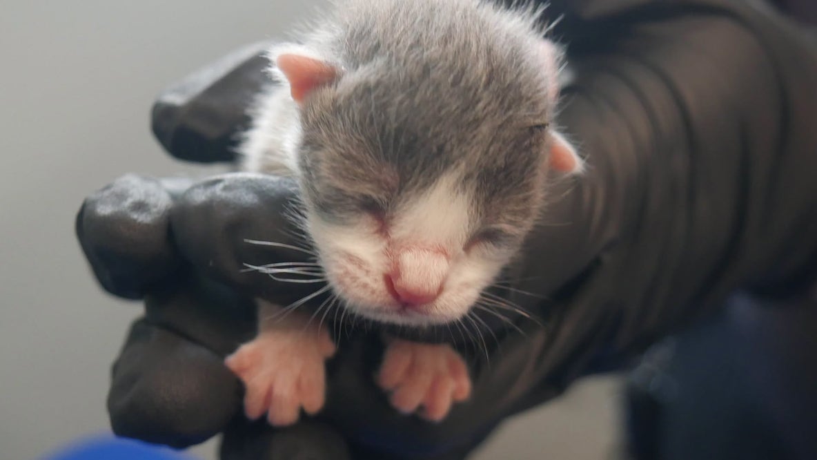 2 cited after 124 living and deceased cats removed from ‘unsanitary’ Florida home: Police