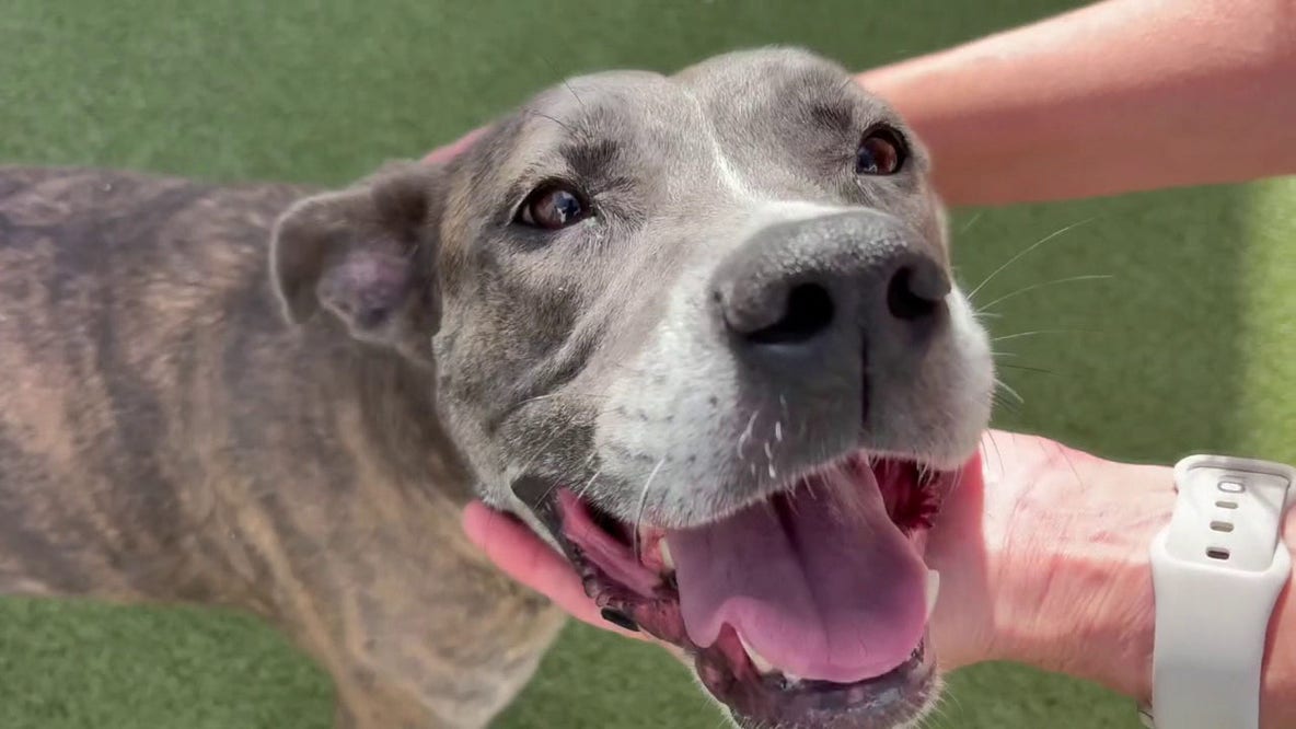 Longest-tenured shelter dogs in Tampa Bay rooting for underdog Rays