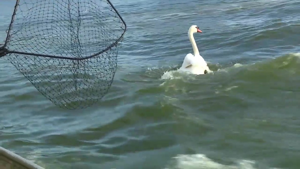 Lakeland hosts 46th annual Swan Roundup at Lake Morton