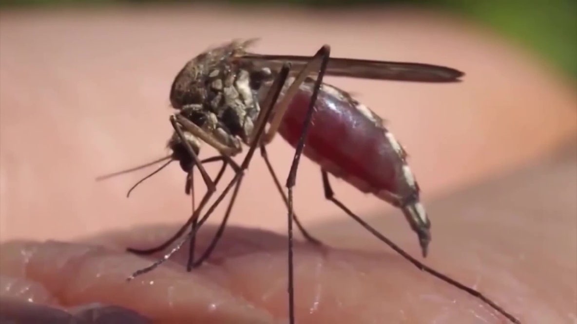 Hillsborough dengue response could top $1M as county awaits new case numbers