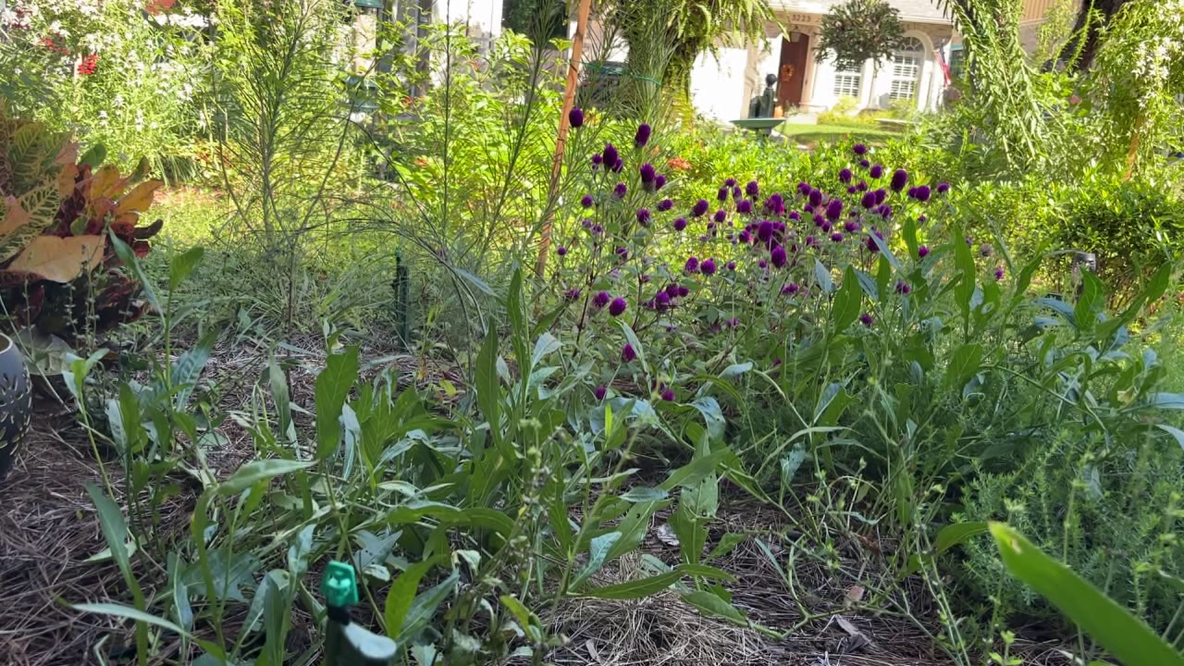 Tampa offers homeowners up to $3,000 in rebates to replace grass with native plants: Here's how to cash in