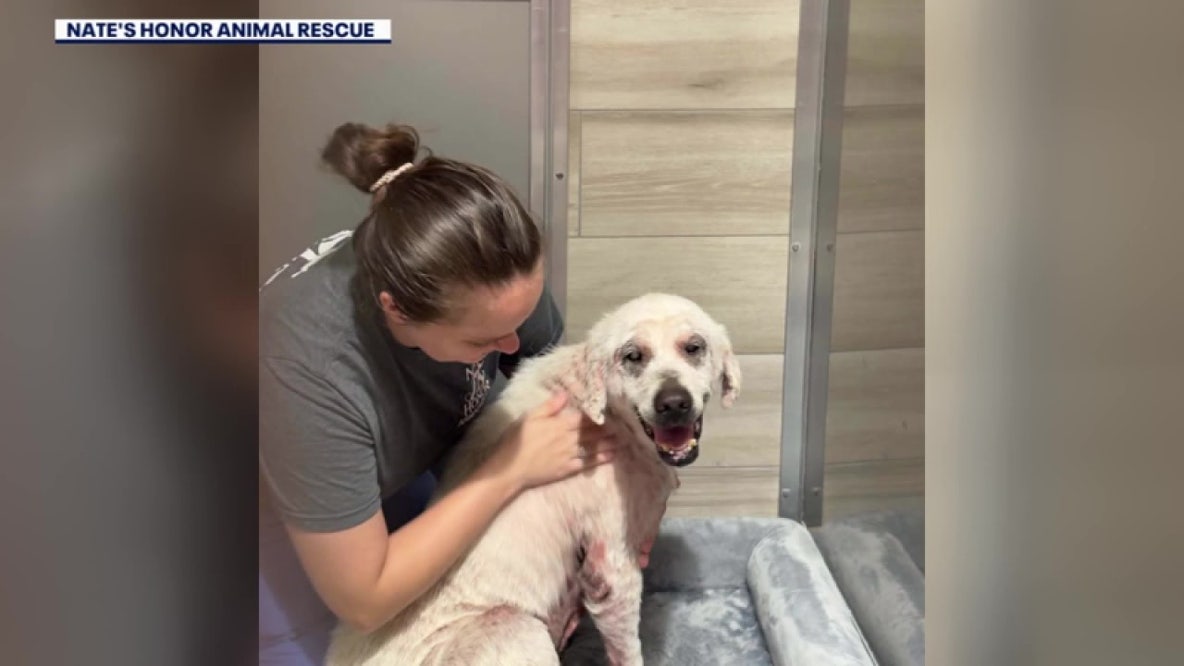 Rescue team drives into Hurricane Isaias path to save 22 dogs