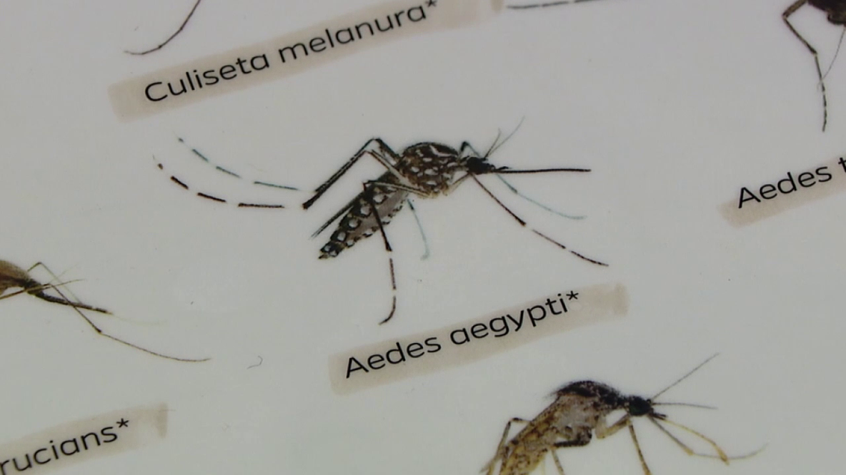 USF professors build smart mosquito trap to fight disease like dengue