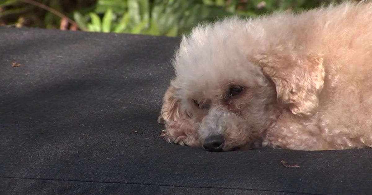 Dog cognitive decline treatment: USF Health develops new gene therapy