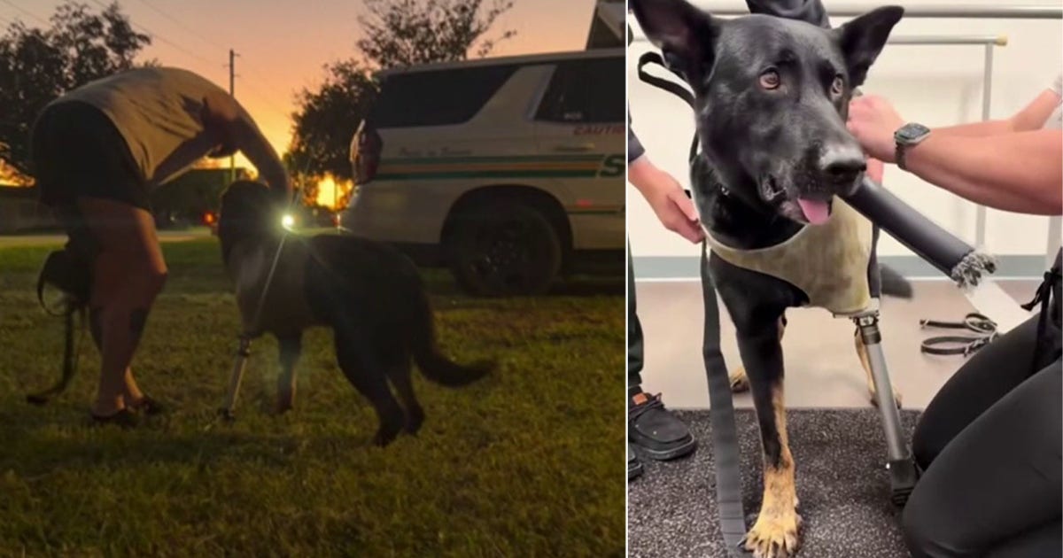Polk County K9 Ace receives custom prosthetic leg after line-of-duty shooting