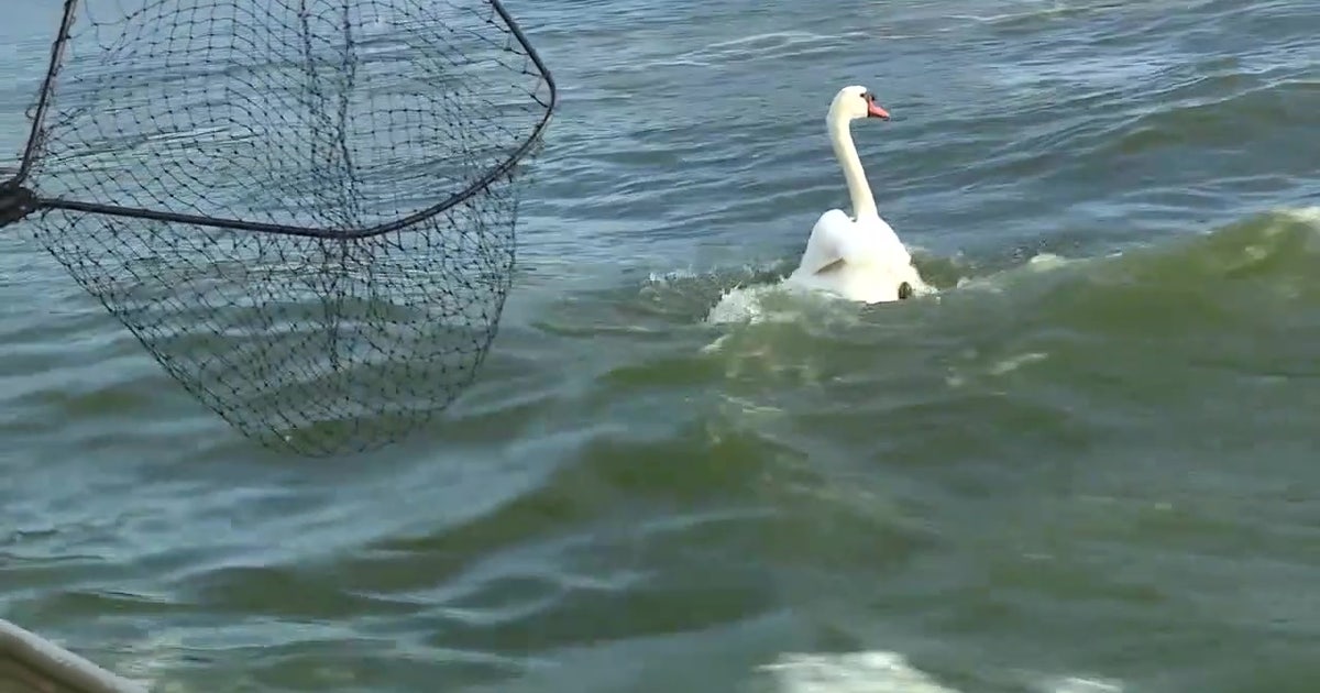 Lakeland hosts 46th annual Swan Roundup at Lake Morton