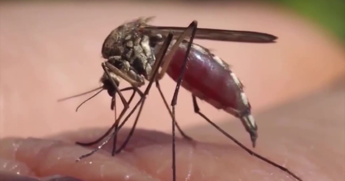 Hillsborough dengue response could top $1M as county awaits new case numbers