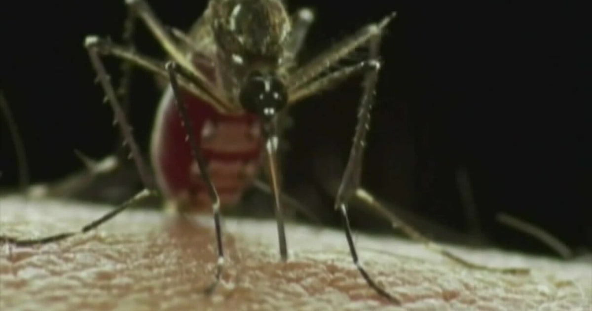 Rain could worsen Tampa dengue surge as workers canvas 5 neighborhoods