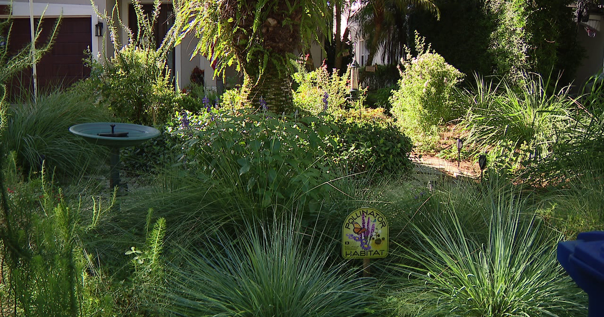 Florida city offers homeowners up to $3,000 to ditch thirsty grass — a move that slashes their water bills