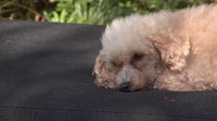 Dog cognitive decline treatment: USF Health develops new gene therapy