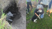 Dog reunited with owner after being rescued from Florida sinkhole