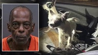 Temple Terrace man arrested after 'distressed' dogs found in locked vehicle: HCSO