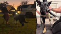 Polk County K9 Ace receives custom prosthetic leg after line-of-duty shooting