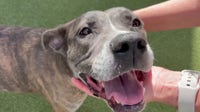 Longest-tenured shelter dogs in Tampa Bay rooting for underdog Rays