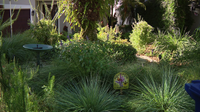 Florida city offers homeowners up to $3,000 to ditch thirsty grass — a move that slashes their water bills