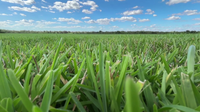 Manatee County sod farm unveils new St. Augustine grass blend designed to reduce pest and disease risk