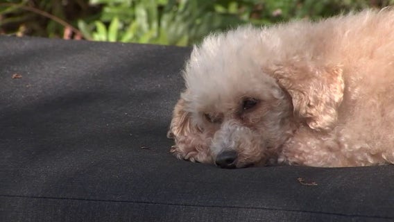 Dog cognitive decline treatment: USF Health develops new gene therapy
