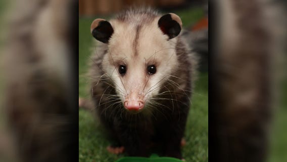 Beloved Clearwater Marine Aquarium opossum Benjamin dies during procedure