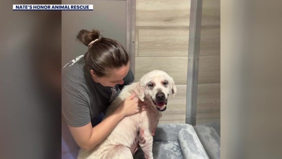 Rescue team drives into Hurricane Isaias path to save 22 dogs