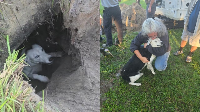 Dog reunited with owner after being rescued from Florida sinkhole