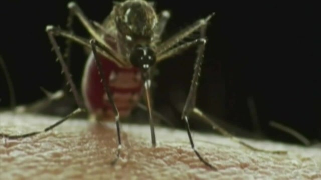 Rain could worsen Tampa dengue surge as workers canvas 5 neighborhoods