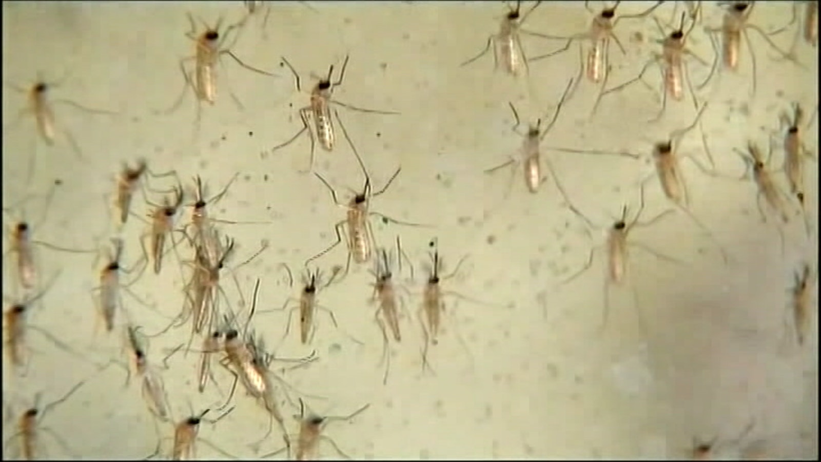 Fort Bend County Judge declares public health emergency to support mosquito control operations