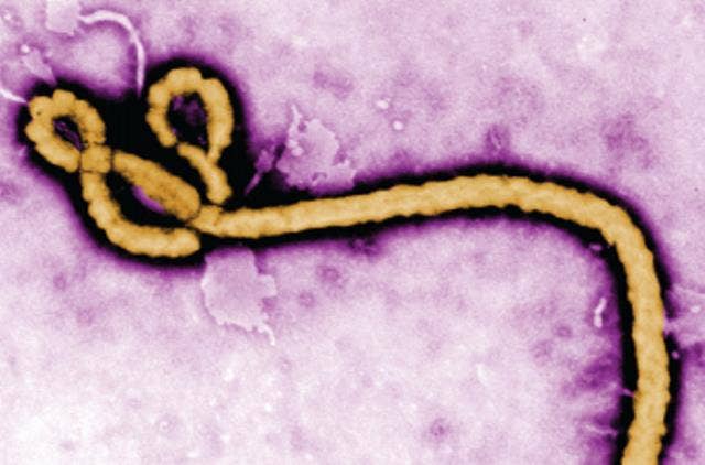 Harris County officials say World Cup events remain low risk amid Ebola monitoring