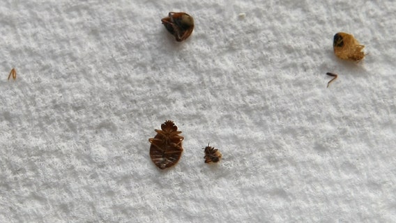 Houston ranks #4 in Texas for bedbug concerns in 2024, according to Mattress Next Day