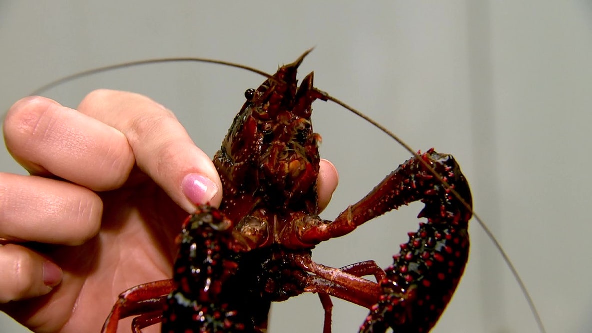 Texas crawfish season holding steady despite scare from January freeze