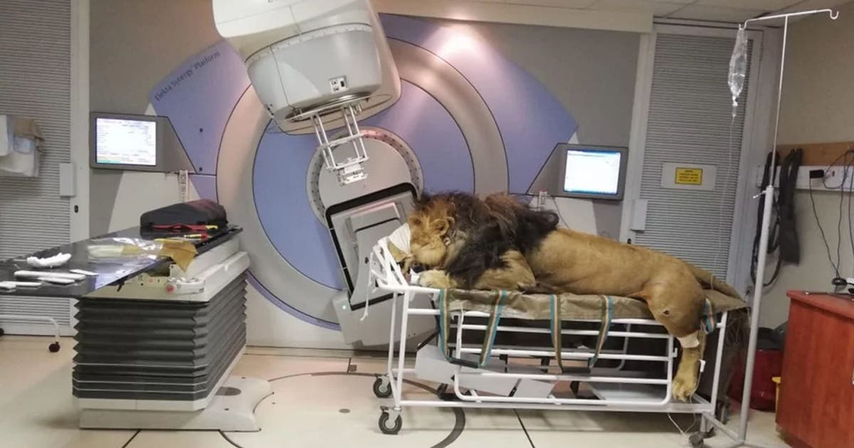 Incredible pictures show lion undergoing cancer treatment at South ...