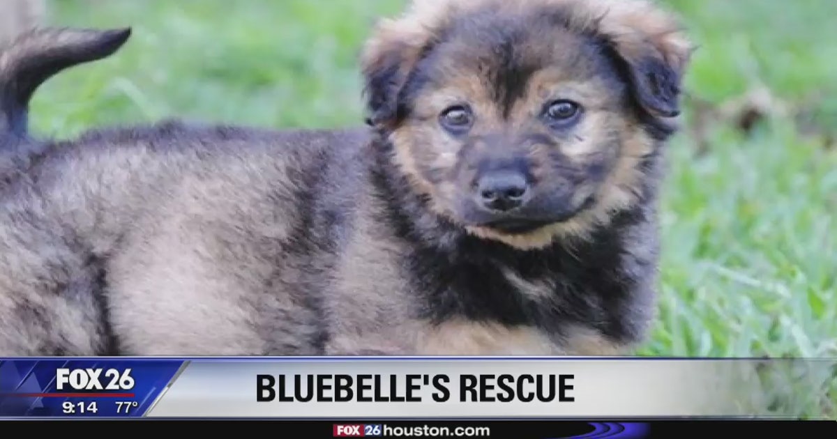 Blue Raspberry Rescue Bluebelle's Rescue: Helping Houston's stray dogs | FOX 26 Houston