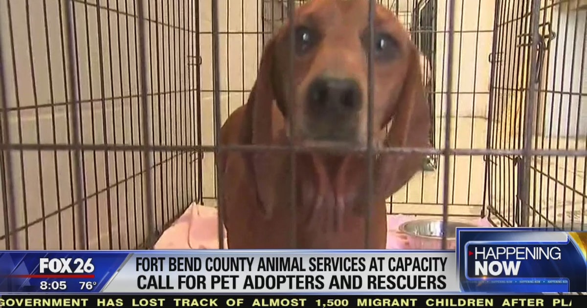 Free pet adoptions offered today at the Fort Bend County Animal Shelter ...