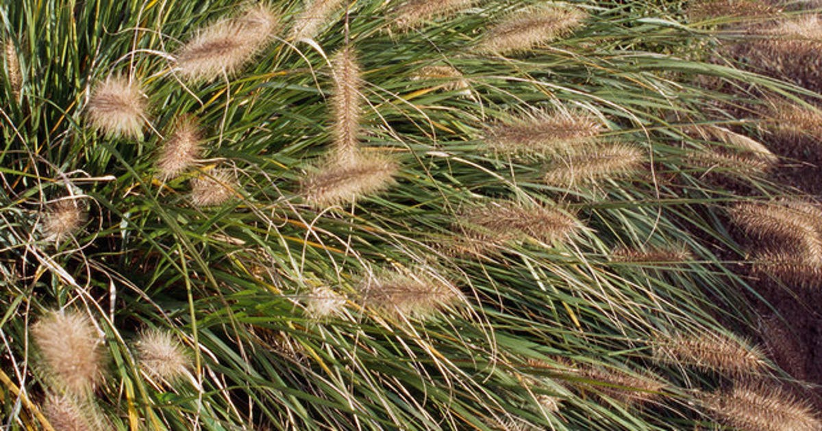 GETTY-Foxtail-Fountain-