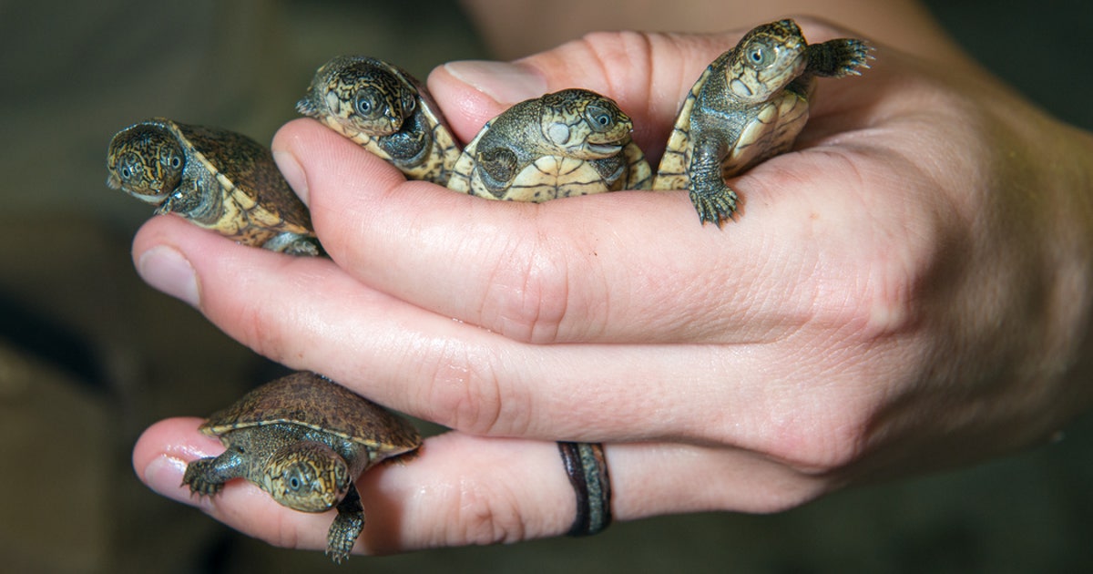 Endangered turtles hatch at Houston Zoo | FOX 26 Houston