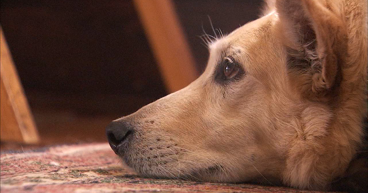 Texas winter storm: How to protect your pets from the arctic blast