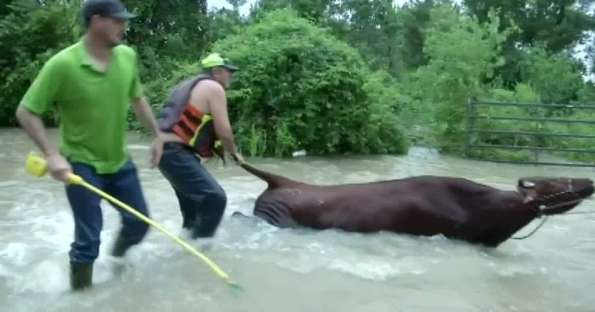 Cattle round up in Harvey flood | FOX 26 Houston