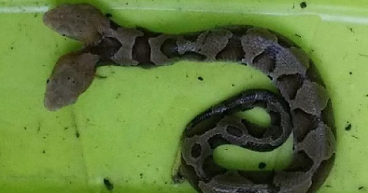 copperhead20snake_153756304527
