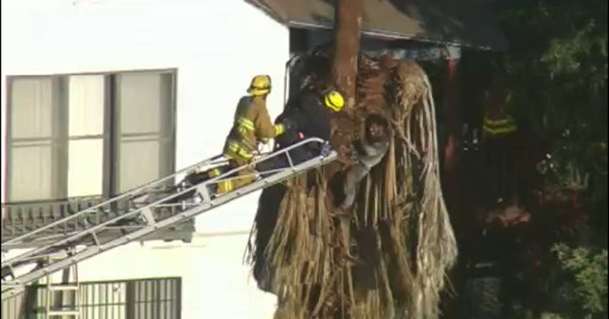 Fpalm Tree Rescue Dramatic rescue of palm tree trimmer in Pasadena | FOX 26 Houston