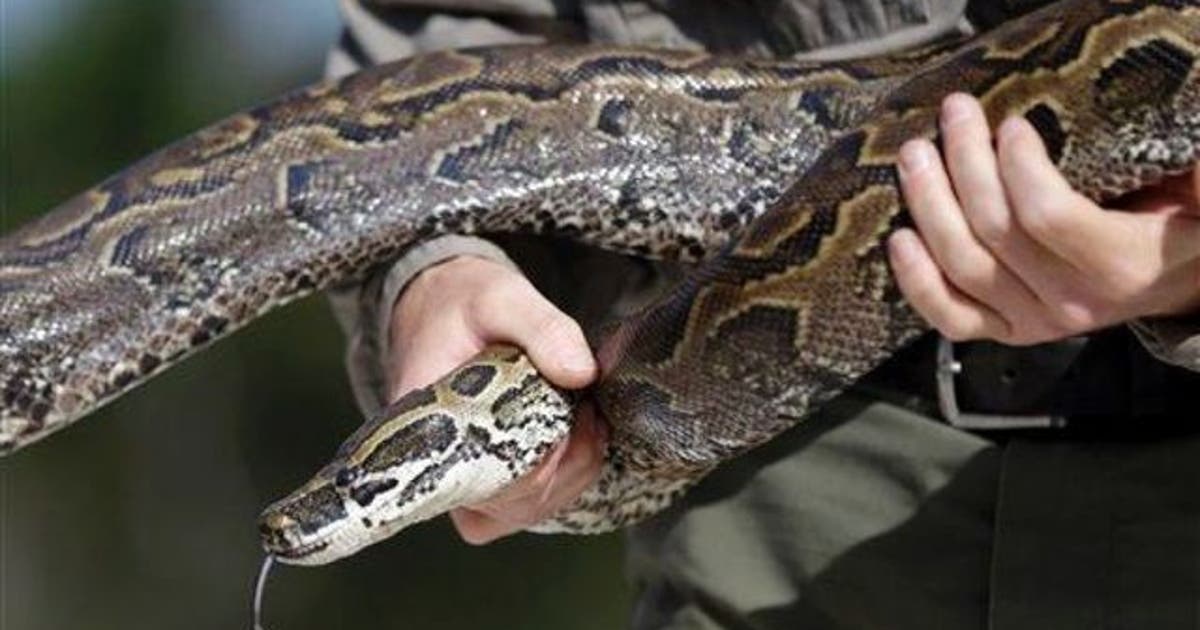 Python Kills Persn Man on trial after escaped python killed 2 boys as they slept | FOX 26 ...