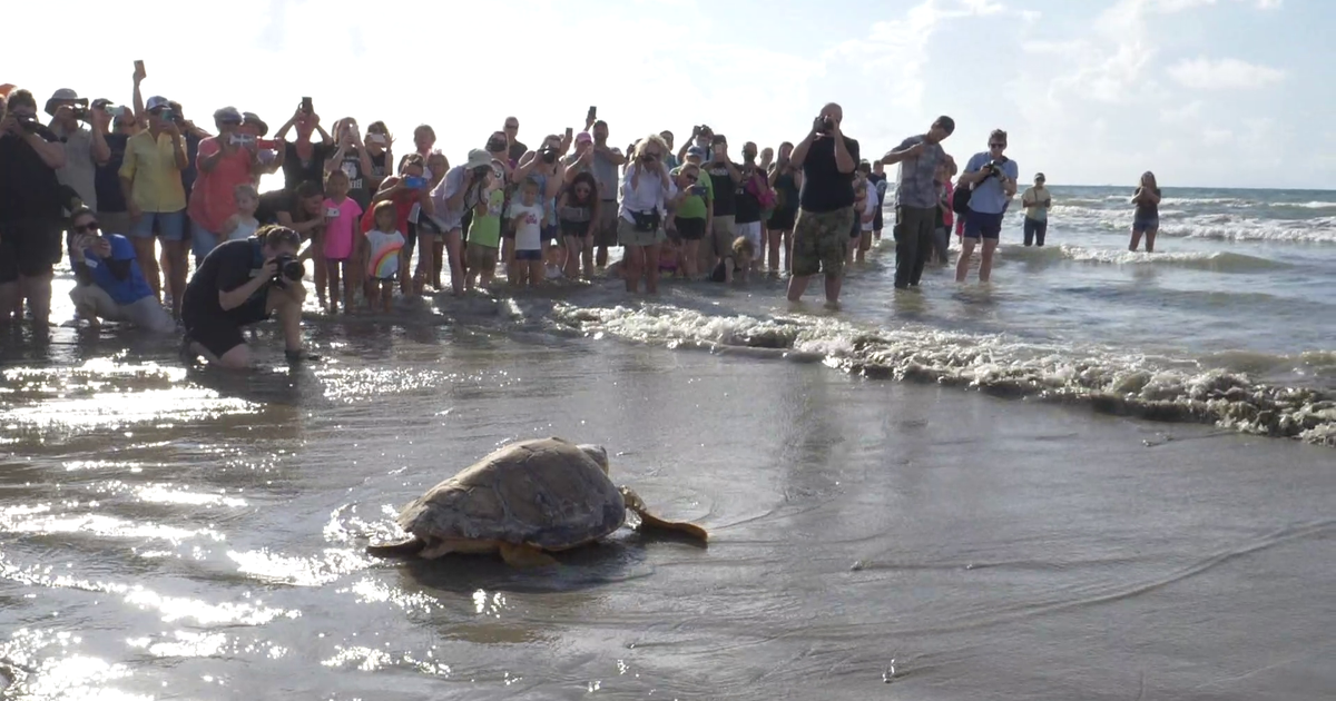 32 rescued sea turtles released into Gulf of Mexico | FOX 26 Houston